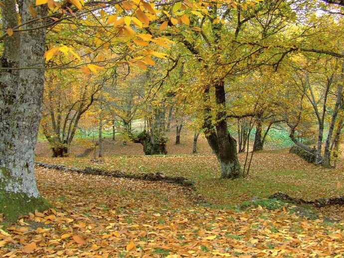 arboles
