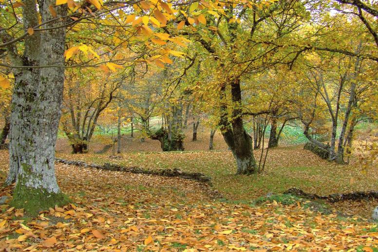 arboles