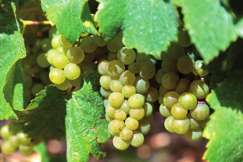 uvas