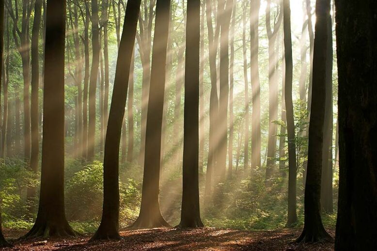 superficie-forestal