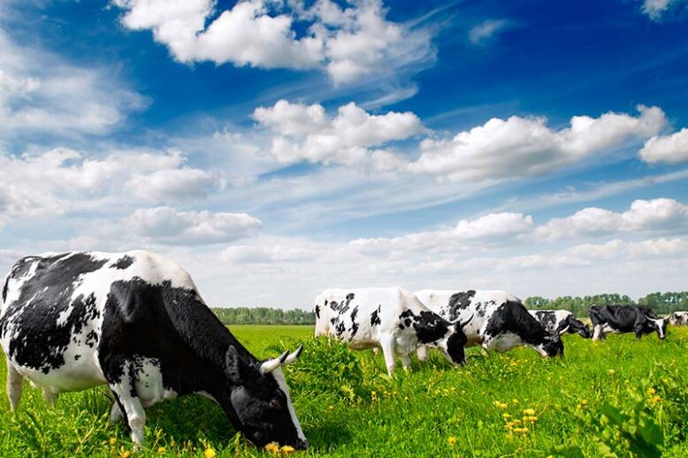 vacas