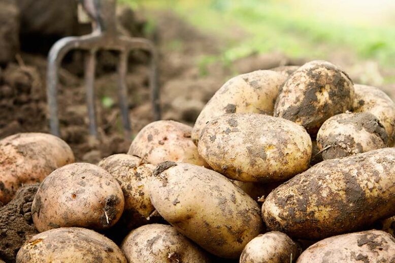 patatas