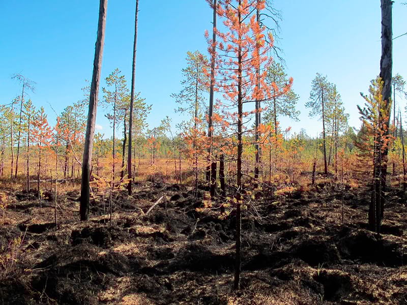 axudas-accions-silvicolas-danos-incendios-desastres-naturais