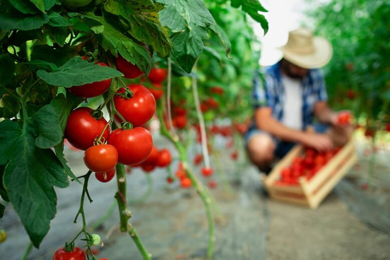 MR362A-axudas-agricultores-rexime-calidade