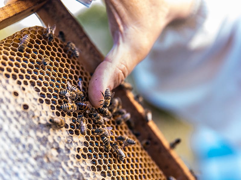 MR506A-MR506B-axudas-apicultura-2022 MR506A e MR506B axudas apicultura 2022