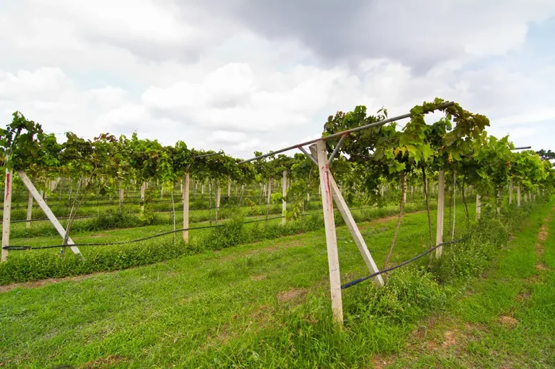 vinedos